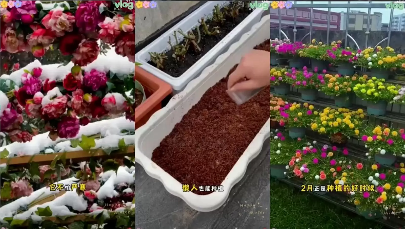 用AI做花种带货视频

抖音上有一批账号，只做一件事：用 A-小鱼项目网