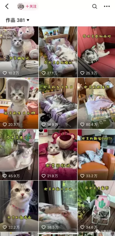 **小鱼严选搞钱信息差：**宠物领域，职业宠物自媒体的播放量-小鱼项目网