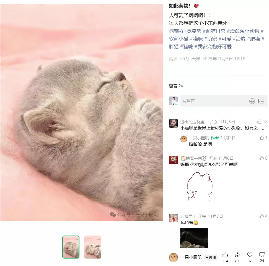 **公众号爆文方向79：**这个宠物号（见图2）：拍家里的猫-小鱼项目网